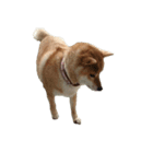 柴犬ななの、 私をLINEに連れてって！3.5.8（個別スタンプ：13）