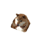 柴犬ななの、 私をLINEに連れてって！3.5.8（個別スタンプ：14）