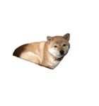 柴犬ななの、 私をLINEに連れてって！3.5.8（個別スタンプ：15）