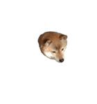 柴犬ななの、 私をLINEに連れてって！3.5.8（個別スタンプ：16）