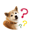 柴犬ちょび（個別スタンプ：1）