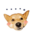 柴犬ちょび（個別スタンプ：2）