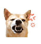 柴犬ちょび（個別スタンプ：3）