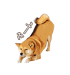 柴犬ちょび（個別スタンプ：6）