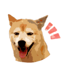 柴犬ちょび（個別スタンプ：10）