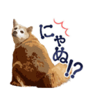 柴犬ちょび（個別スタンプ：12）
