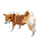 柴犬ちょび（個別スタンプ：13）