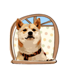 柴犬ちょび（個別スタンプ：15）