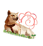 柴犬ちょび（個別スタンプ：16）