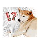 柴犬ちょび（個別スタンプ：17）