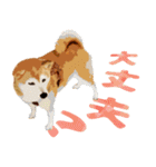 柴犬ちょび（個別スタンプ：19）
