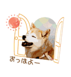柴犬ちょび（個別スタンプ：20）