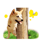 柴犬ちょび（個別スタンプ：23）