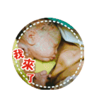 Little Pine Cone Baby Part2（個別スタンプ：33）