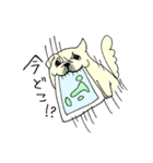 全力ペキニーズ2（個別スタンプ：3）
