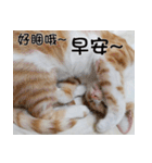 にこ猫 - 真実版 中国語（個別スタンプ：1）