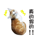 にこ猫 - 真実版 中国語（個別スタンプ：4）