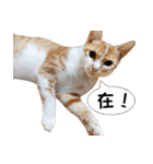 にこ猫 - 真実版 中国語（個別スタンプ：8）