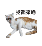にこ猫 - 真実版 中国語（個別スタンプ：9）