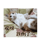 にこ猫 - 真実版 中国語（個別スタンプ：10）