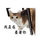 にこ猫 - 真実版 中国語（個別スタンプ：14）