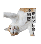 にこ猫 - 真実版 中国語（個別スタンプ：15）