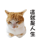 にこ猫 - 真実版 中国語（個別スタンプ：16）
