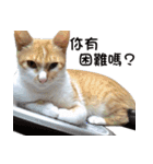 にこ猫 - 真実版 中国語（個別スタンプ：17）