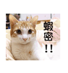 にこ猫 - 真実版 中国語（個別スタンプ：18）