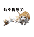 にこ猫 - 真実版 中国語（個別スタンプ：19）