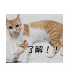 にこ猫 - 真実版 中国語（個別スタンプ：20）