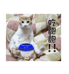にこ猫 - 真実版 中国語（個別スタンプ：21）