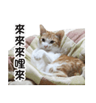 にこ猫 - 真実版 中国語（個別スタンプ：22）