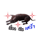 Tong ayk dog lonely（個別スタンプ：21）