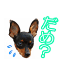れいもも家族（個別スタンプ：8）