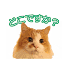 れいもも家族（個別スタンプ：16）