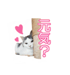 れいもも家族（個別スタンプ：19）