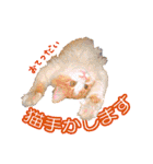 れいもも家族（個別スタンプ：30）