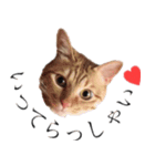 ゆのぴ、ときどきねこ。（個別スタンプ：13）