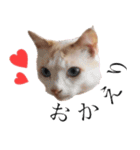 ゆのぴ、ときどきねこ。（個別スタンプ：14）