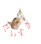 ゆのぴ、ときどきねこ。（個別スタンプ：15）