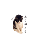 白黒ニャンコのゾロくん（個別スタンプ：2）