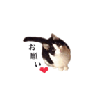 白黒ニャンコのゾロくん（個別スタンプ：3）