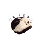 白黒ニャンコのゾロくん（個別スタンプ：5）