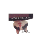 白黒ニャンコのゾロくん（個別スタンプ：11）