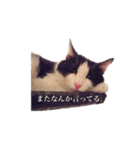 白黒ニャンコのゾロくん（個別スタンプ：16）