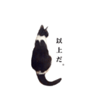 白黒ニャンコのゾロくん（個別スタンプ：18）