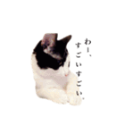 白黒ニャンコのゾロくん（個別スタンプ：19）