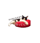 白黒ニャンコのゾロくん（個別スタンプ：21）