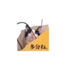 白黒ニャンコのゾロくん（個別スタンプ：23）
